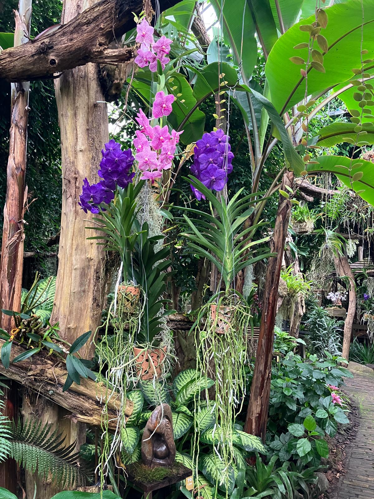 Foto 7 bij Artikel Uitje naar de Orchideenhoeve in Luttelgeest.